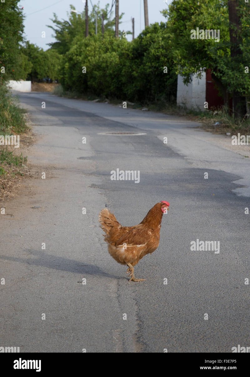 Jugar chicken road - Descubre el misterioso Juego de La Ruta de la Pollo en Casinos de España